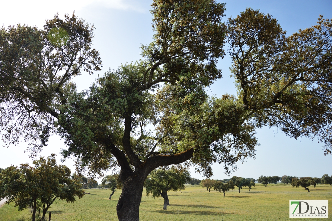 La Finca la Cocosa acoge la inauguración de la primera Semana Verde de la Dehesa