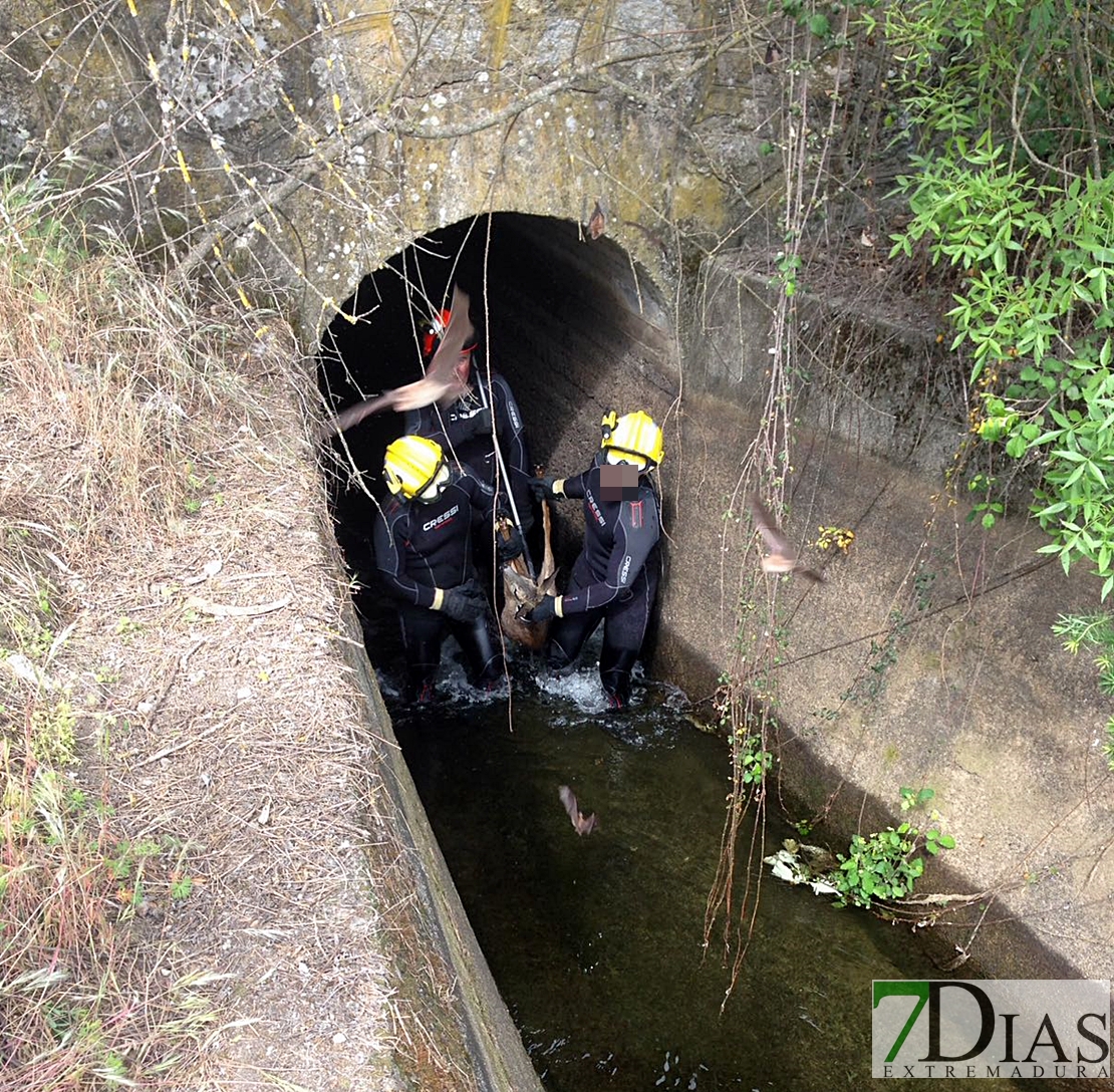 Peligroso rescate de un animal salvaje de un canal de regadío
