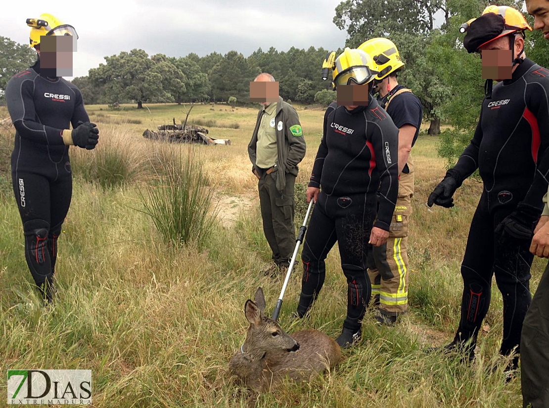 Peligroso rescate de un animal salvaje de un canal de regadío