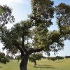 Imágenes de la inauguración de la primera Semana Verde de la Dehesa en la Cocosa