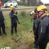 Peligroso rescate de un animal salvaje de un canal de regadío