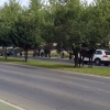 Colapso en una avenida de Badajoz por la caída de un caballo