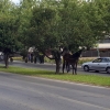 Colapso en una avenida de Badajoz por la caída de un caballo