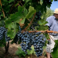 COAG defiende la continuidad de planes colectivos para los viticultores