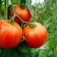 Disminuye ligeramente la contratación de tomate para esta campaña