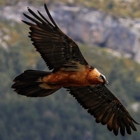 Un centenar de buitres se comen viva a una vaca y a su ternero recién nacido