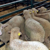 Cáceres acogerá este viernes las Lonjas Nacionales de ovino y vacuno