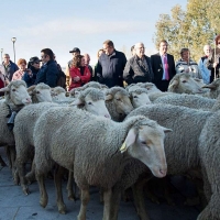 La Junta destina 165.000 euros a la Escuela de Pastores de Castuera