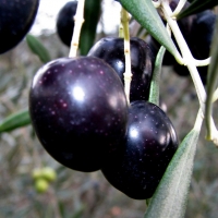 &quot;El olivar, de un recurso improductivo a un patrimonio natural sostenible&quot;