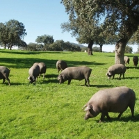 Los &#39;Porc d&#39;Or Ibérico&#39; premiarán en Zafra las mejores explotaciones de porcino