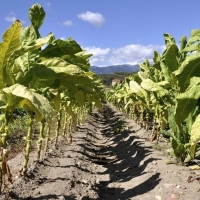 Las cooperativas de tabaco exigen contratos plurianuales y precios dignos