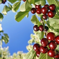 UPA: "Las bajas temperaturas han afectado a la producción de cereza"