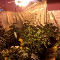 Desmantelada una plantación de marihuana en un piso de Mérida