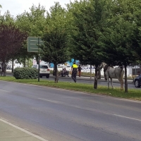 La caída de un caballo provoca retenciones en una avenida de Badajoz