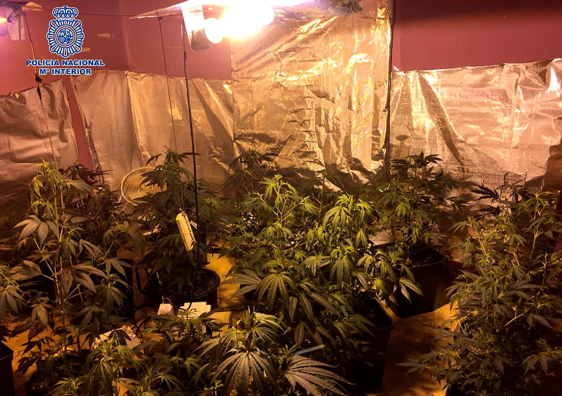 Desmantelada una plantación de marihuana en un piso de Mérida