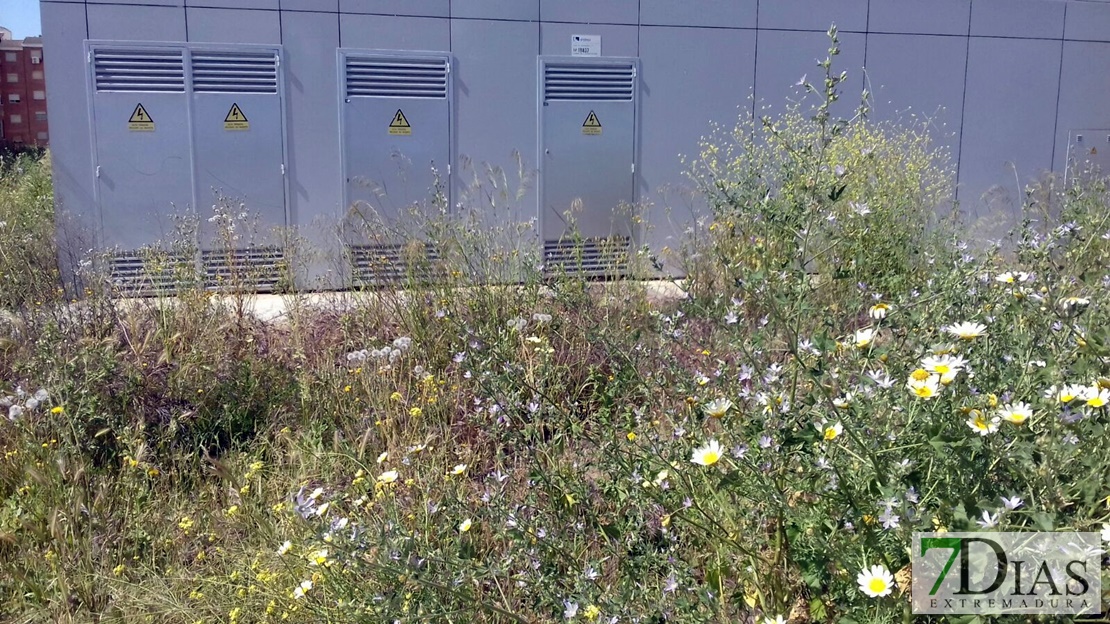 Denuncian el estado de abandono de algunas zonas de Badajoz