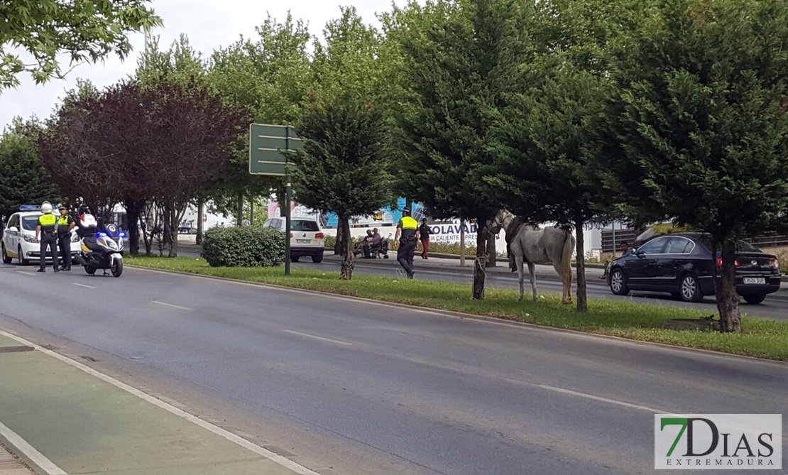 Colapso en una avenida de Badajoz por la caída de un caballo