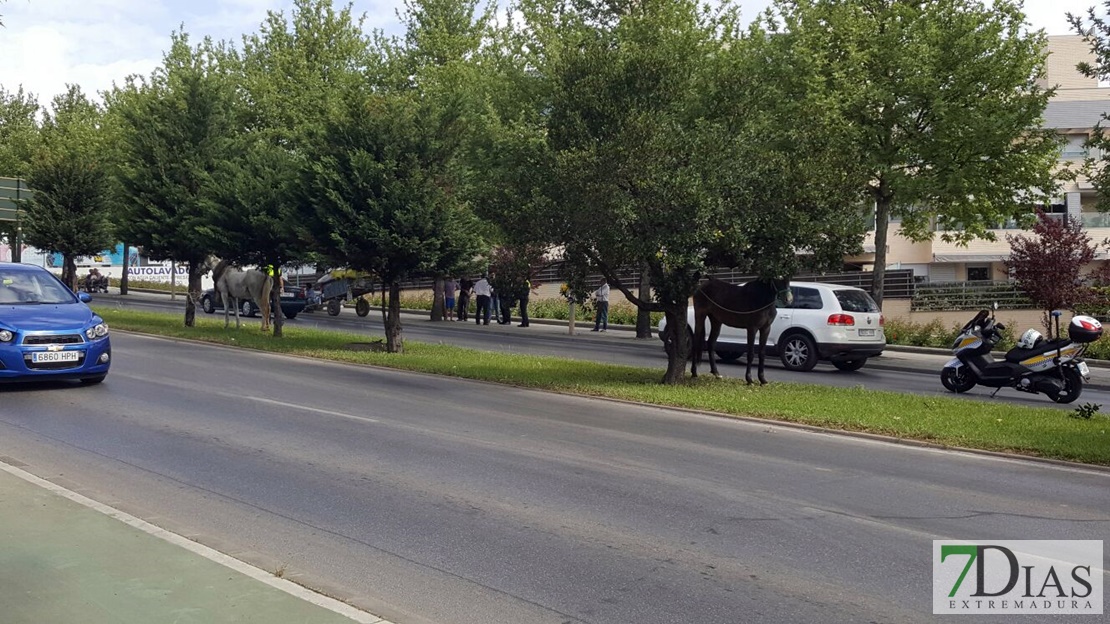 Colapso en una avenida de Badajoz por la caída de un caballo