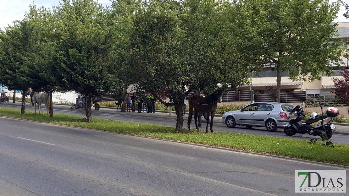 Colapso en una avenida de Badajoz por la caída de un caballo