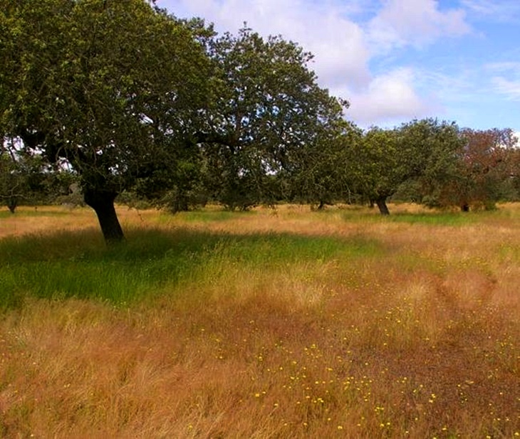 ASAJA tranquiliza a los ganaderos tras la multa por los pastos