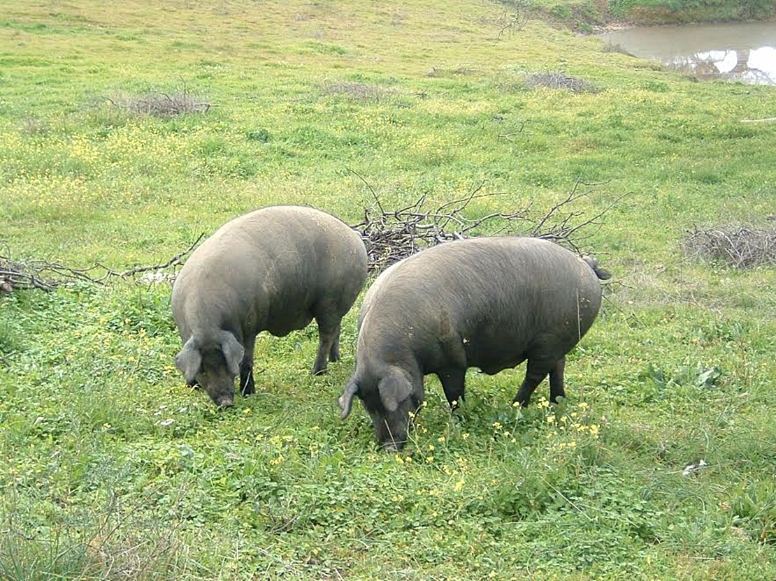 UPA demanda un seguro para la montanera del ibérico