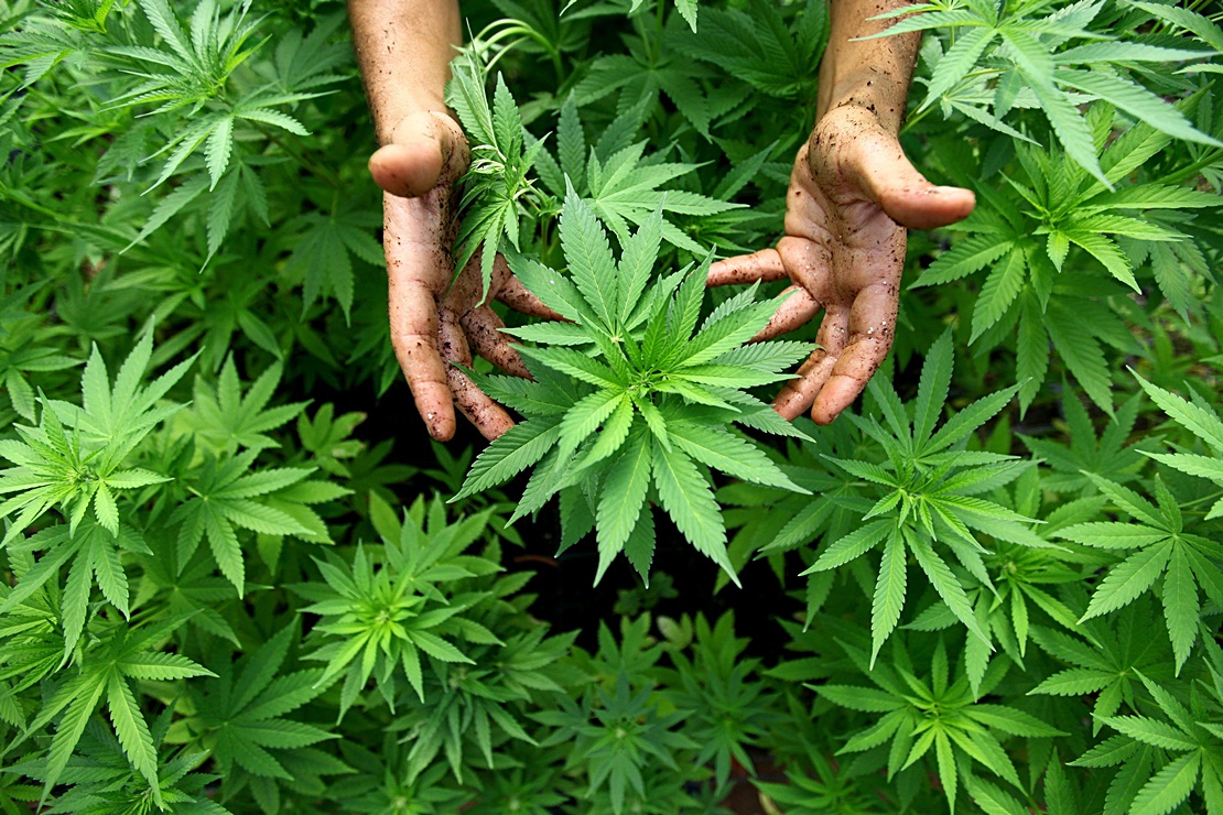 La Asamblea pide al Estado que regule el uso terapéutico del cannabis