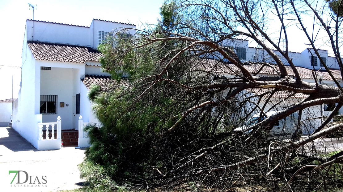 Cae un árbol de grandes dimensiones cerca de unas viviendas de Villafranco
