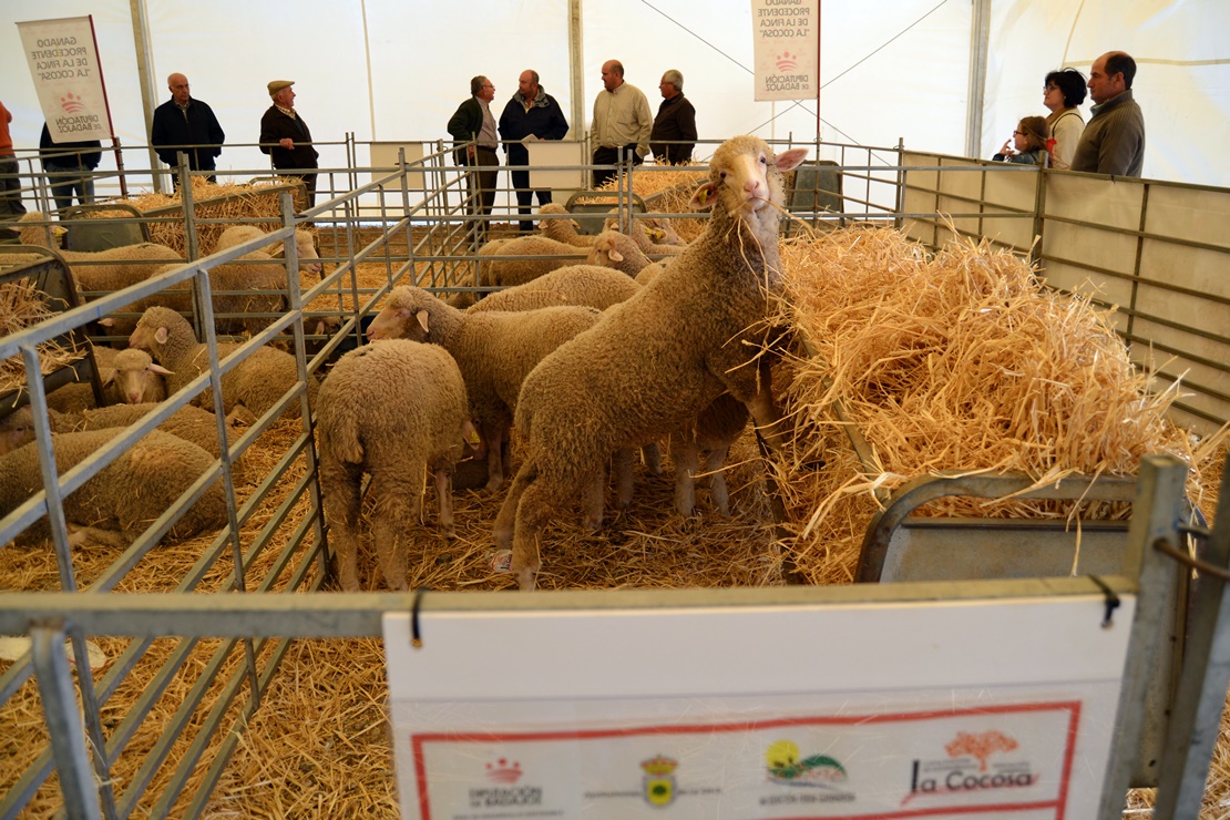 Alta participación en la subasta de la Feria Ganadera de La Zarza