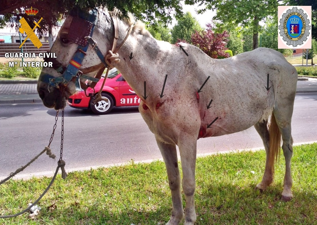 Investigado un ciudadano portugués por el maltrato de dos caballos