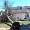 Cae un árbol de grandes dimensiones cerca de unas viviendas de Villafranco