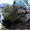 Cae un árbol de grandes dimensiones cerca de unas viviendas de Villafranco