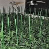 Desmantelada una plantación de marihuana en una vivienda de Mérida