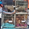 Investigan el envío de canes desde la perrera de Olivenza a Hungría