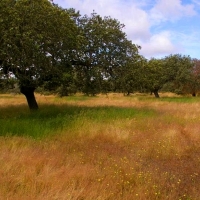 ASAJA tranquiliza a los ganaderos tras la multa por los pastos