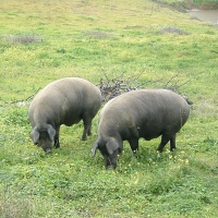 UPA demanda un seguro para la montanera del ibérico