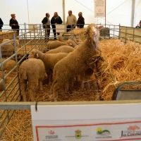Alta participación en la subasta de la Feria Ganadera de La Zarza