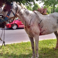 Investigado un ciudadano portugués por el maltrato de dos caballos