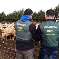 Dos detenidos por ocho delitos de hurto de ganado