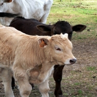 UPA-UCE reclama la salida de animales sin vacunar de lengua azul