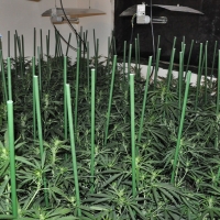 Desmantelada una plantación de marihuana en una vivienda de Mérida