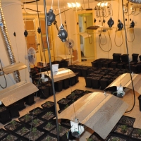 Desmantelada una plantación de marihuana en una vivienda de Mérida