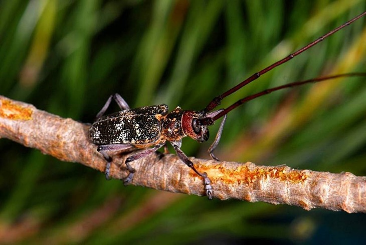 La Junta vigila los pinares cercanos a Portugal por la presencia del nematodo