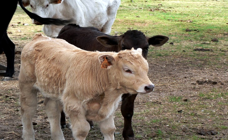 UPA-UCE reclama la salida de animales sin vacunar de lengua azul