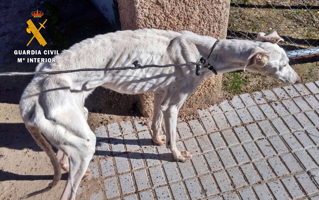 Investigan el envío de canes desde la perrera de Olivenza a Hungría