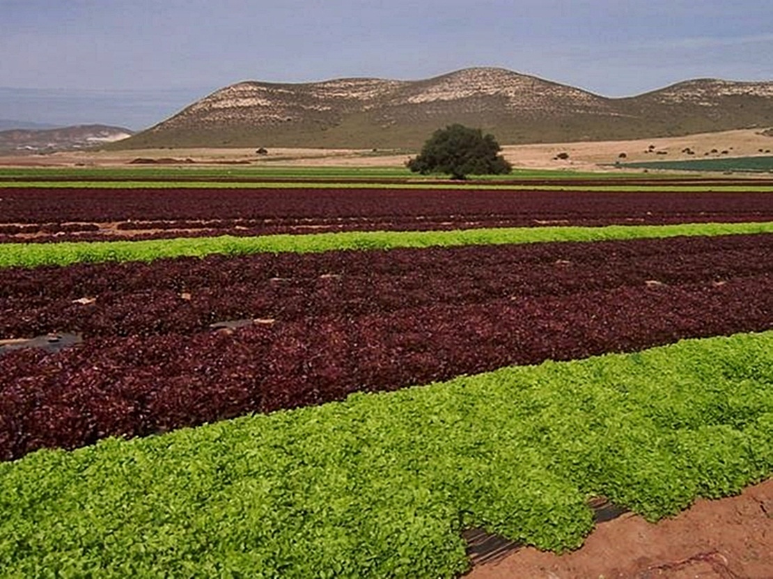 La Junta solicita la declaración de interés general para el proyecto de regadío Tierra de Barros