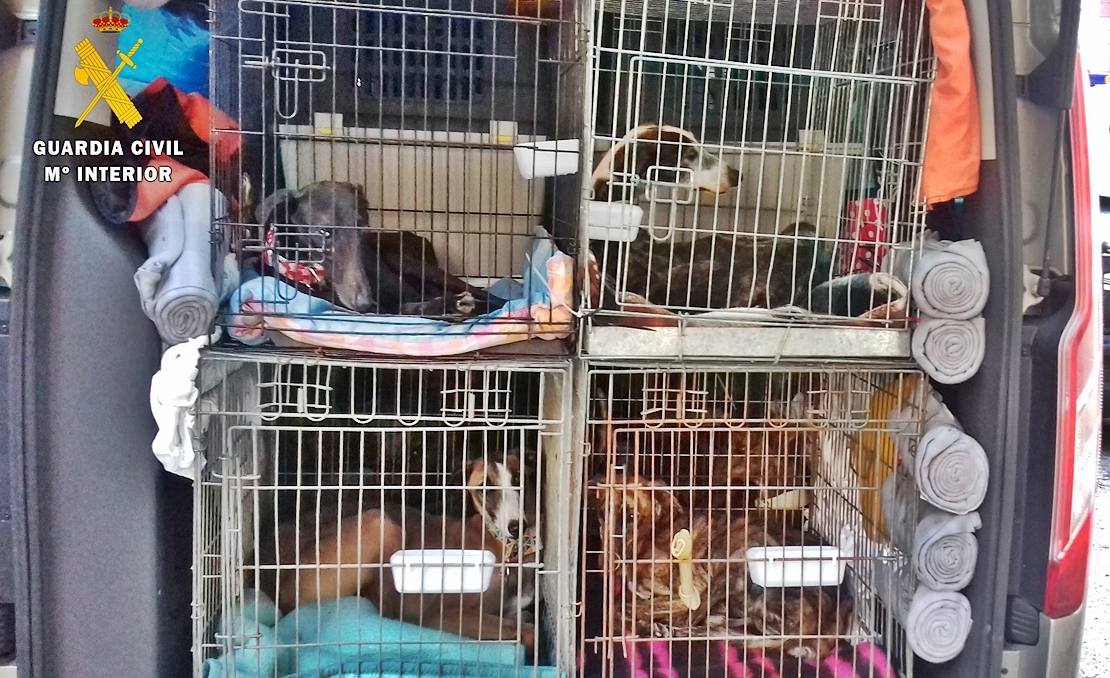 La Diputación facilitará las adopciones de perros abandonados