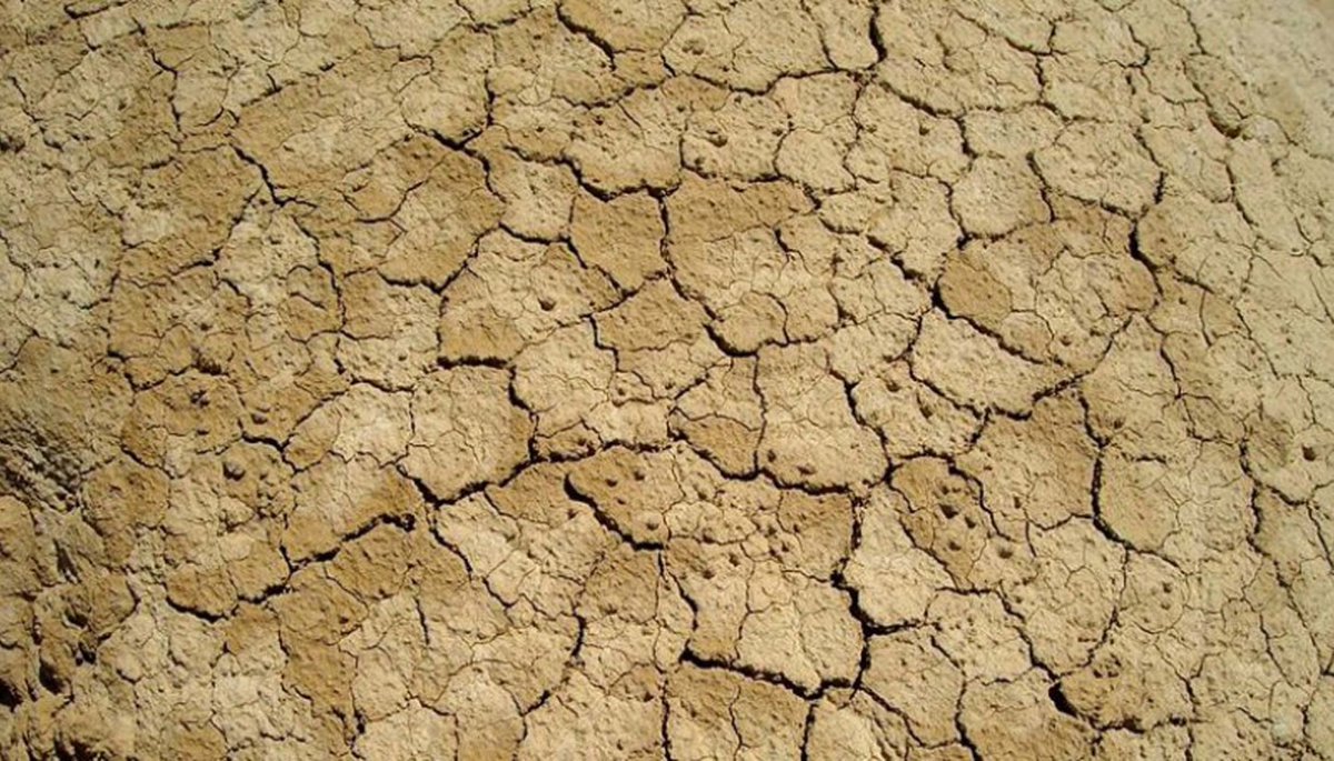 Asaja demanda ayudas a los ganaderos por la sequía