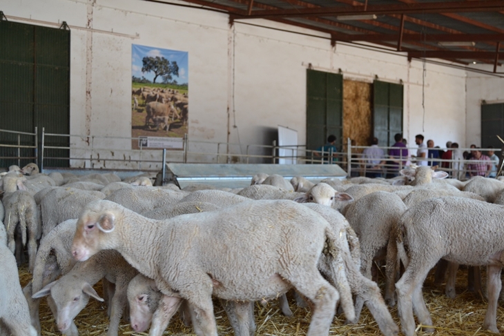 La Cocosa subastará ganado ovino puro merino