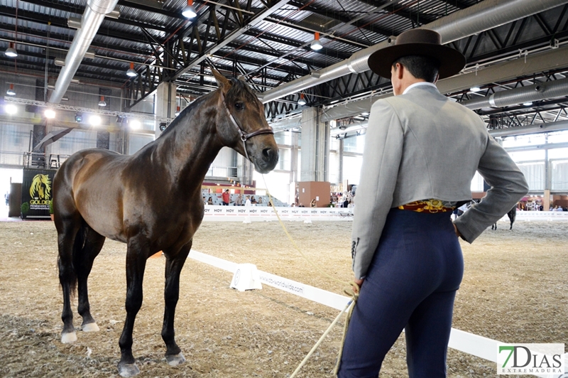 Ecuextre, cita ineludible con el toro y el caballo