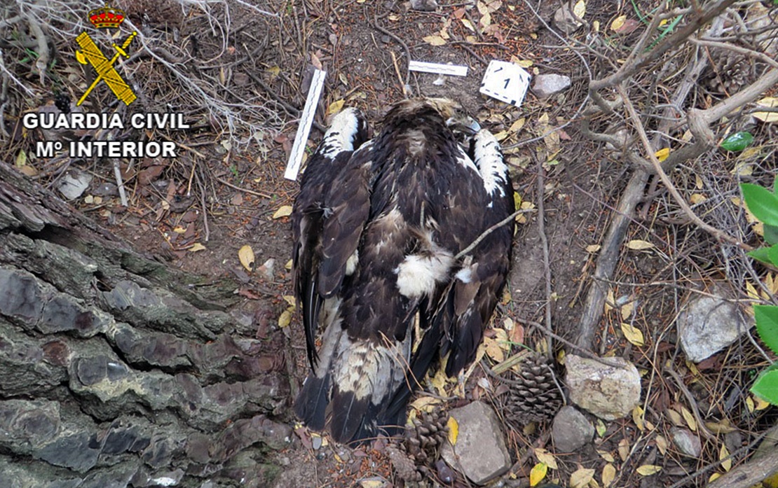 Tres detenidos y dos investigados por el envenenamiento de aves en peligro de extinción